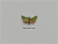 藏品(夜蛾779)的圖片